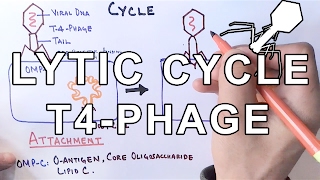 Mechanism of LYTIC CYCLE [upl. by Gnehs10]