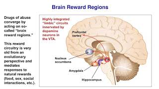 The Biology of Addiction [upl. by Nidya]