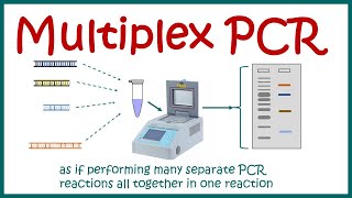 Multiplex PCR [upl. by Enner]