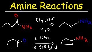 Amine Synthesis Reactions [upl. by Bussey911]