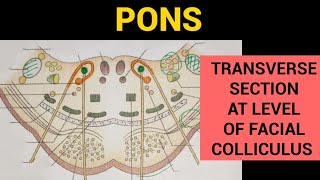 Pons Anatomy 23  TS of Pons at the level of Facial Colliculus [upl. by Jaddo719]