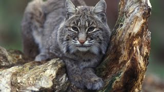 Bobcat Mating Call  Full Version  Bobcat Screaming [upl. by Goodyear]