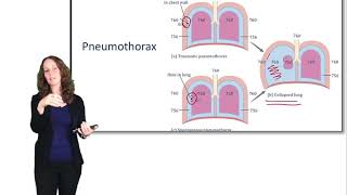 Respiratory System Ventilation [upl. by Nerin]