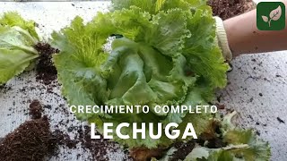 LECHUGA Siembra Crecimiento y Cuidado  Video COMPLETO [upl. by Kimberley]