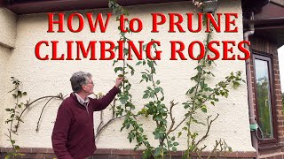 How to Prune Climbing Roses [upl. by Euqilegna]