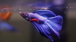 HOW TO Care for Betta Fish [upl. by Machute95]