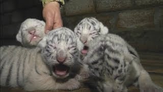 Cute Four rare white Bengal tiger cubs born at Yalta Zoo [upl. by Alida]