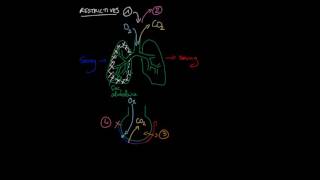 Les différents types de pathologies pulmonaires [upl. by Dorri460]