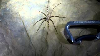 Huge Cave Spider [upl. by Abshier346]