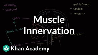 Muscle innervation  Muscularskeletal system physiology  NCLEXRN  Khan Academy [upl. by Nairdad]