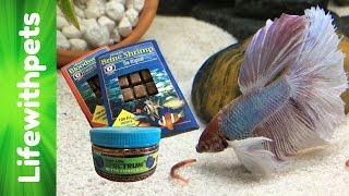 Feeding My Betta Fish [upl. by Raffo]