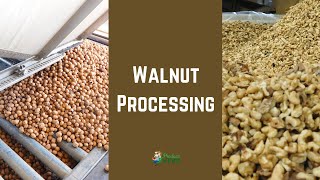 How Walnuts Are Hulled Stored Shelled amp Pasteurized in California [upl. by Ennavoj]