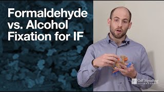 Formaldehyde vs alcohol fixation for immunofluorescence IF  CST Tech Tips [upl. by Marybella]