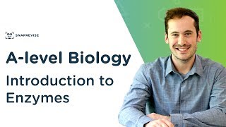 Introduction to Enzymes  Alevel Biology  OCR AQA Edexcel [upl. by Nawud]