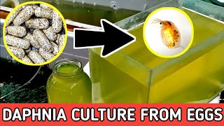 HOW TO HATCH DAPHNIA EGGS  HOW TO CULTURE DAPHNIA [upl. by Gora]