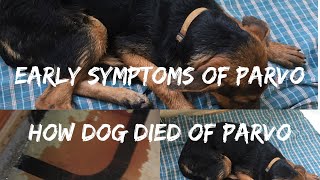 Early symptoms of PARVO  Tips to save your dog and HOW MY DOG DIED OF PARVO [upl. by Tak829]