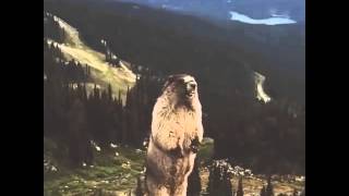 Screaming Marmot Bradberry [upl. by Noraed317]