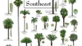 Palm Tree care Tips  facts deficiencies history [upl. by Iilek653]