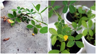 How To Grow Arachis Pintoi  Cara Tanam Keratan Bunga Arachis Pintoi [upl. by Burnsed]