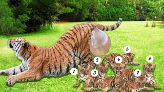 How Tiger Giving Birth To Twin Cubs At The Zoo [upl. by Kinsler504]