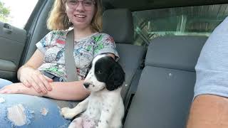 New English Setter Puppy [upl. by Gabe]