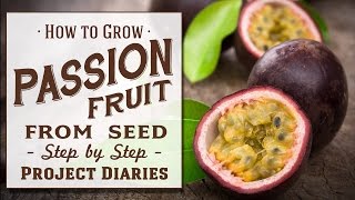 ★ How to Grow Passion fruit from Seed A Complete Step by Step Guide [upl. by Ajnat]