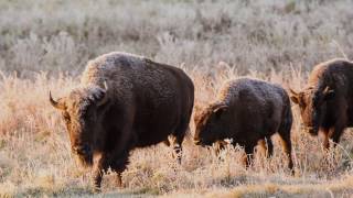 Canada’s Bison Restoring a Legacy [upl. by Ellimaj]