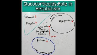 Role Of Glucocorticoids in Metabolism [upl. by Brahear]