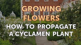 How to Propagate a Cyclamen Plant [upl. by Naitsabes]