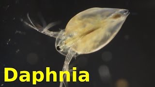 Daphnia [upl. by Lecroy]