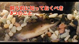 【うなぎの飼育】うなぎを飼う時に気をつけるべきこと3選 [upl. by Yecies]