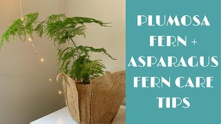 Plumosa  Asparagus Fern Indoor Care Tips [upl. by Katlin786]