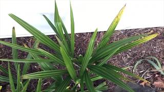 Hardy Windmill Palm Trees 1st Year Time Lapse [upl. by Atirahc]