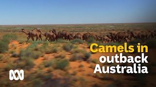 Outback camels culls and carcasses or milk and meat 🐪  Meet the Ferals Ep 8  ABC Australia [upl. by Eelsnia]