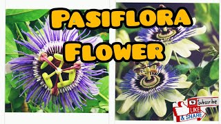 Beautiful Passiflora Flower [upl. by Wanids]