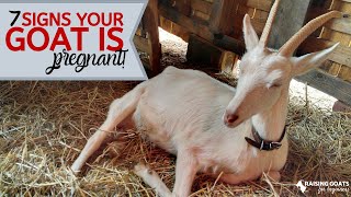 7 Goat Pregnancy Signs [upl. by Camel949]