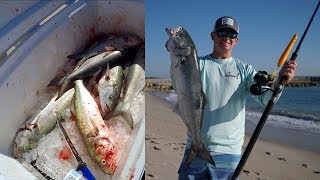 WHY This is Called a TRASH Fish Catch Clean Cook  Bluefish [upl. by Arahs410]