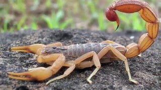 Scorpion Evolution  California Academy of Sciences [upl. by Acemahs]