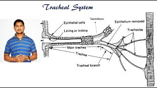 Lecture 13 Respiratory system in insects [upl. by Kenlee673]