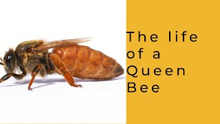 Life of a Queen Bee [upl. by Ahsieit]