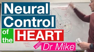 Neural Control of the Heart  Cardiology [upl. by Charlot]