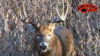 AWESOME Grunting Deer Buck Charging Rutting Whitetails  Rut Hunting [upl. by Giddings]