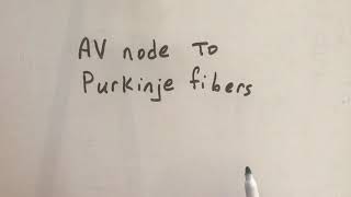 AV node to Purkinje fibers [upl. by Anoi397]