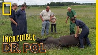 Helping a Downed Horse  The Incredible Dr Pol [upl. by Ylrebmek445]