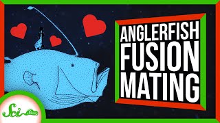 How Anglerfishes Become One With Their Partners [upl. by Broder543]