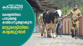 മാട്ടുപ്പെട്ടിയിലെ കാളക്കൂറ്റന്മാര്‍  Highlights of Mattupetty KLD Farm  Karshakasree  Munnar [upl. by Eirrac94]