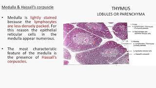 THYMUS HISTOLOGY [upl. by Refinnaj180]