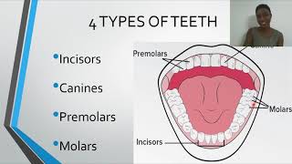 Dentition Types Of Teeth [upl. by Machos22]