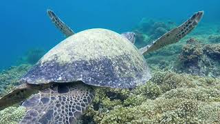 Kemps Ridley Sea Turtle Saving a Species [upl. by Jak]