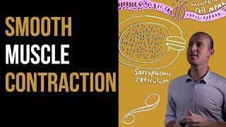 1 Minute Recap  Smooth Muscle Contraction [upl. by Dloniger]